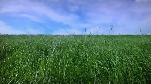 Lush grass swaying in the wind. Blue sky with clouds Stock Footage 82387341