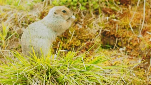 Lush grass variety thrives in its natural habitat, featuring vibrant green 動画素材 312463353