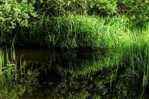 Lush grass by water Stock Photos