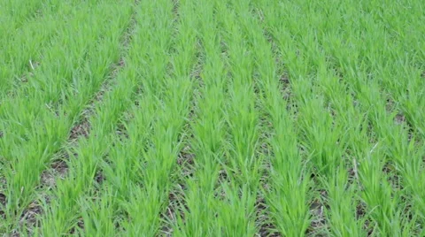 Lush grasses Stock Footage 49570163