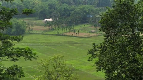 Lush green agricultural fields surrounded by trees in a peaceful rural landscape Vidéo 337926741