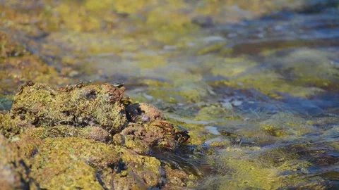 Lush green algae and seaweed cover coastal rocks near Salalah, Oman. Stock Footage 324769877