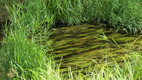 Lush green algae flowing in a calm river stream Stock Footage 343853840