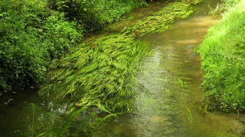 Lush green algae flowing in a clear forest stream Vídeo Stock 343855760