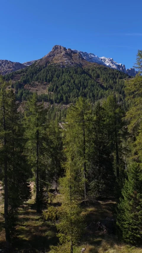Lush green alpine forest below a majestic mountain peak 스톡 동영상 327332013