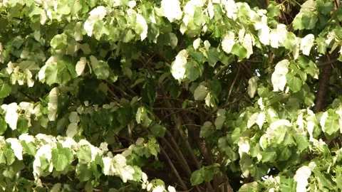 Lush Green and White Tree Foliage Swaying in a Paris Park Stock Footage 335799511