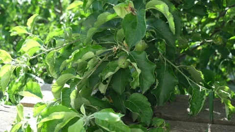 Lush green apple tree branches with vibrant leaves and developing fruit, sh.. Video stock 315528487