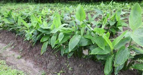 Lush green Arrowroot plants growing in neat rows on a farm field. Vídeo Stock 342897742
