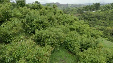 Lush Green Avocado Fields in Popayán, Colombia Stock-Footage 329904284