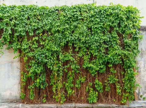 Lush green background Stock Photos