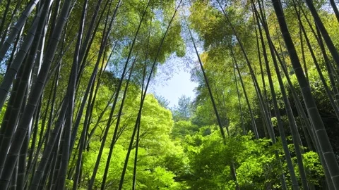 Lush green bamboo forest Stock-Footage 334601600