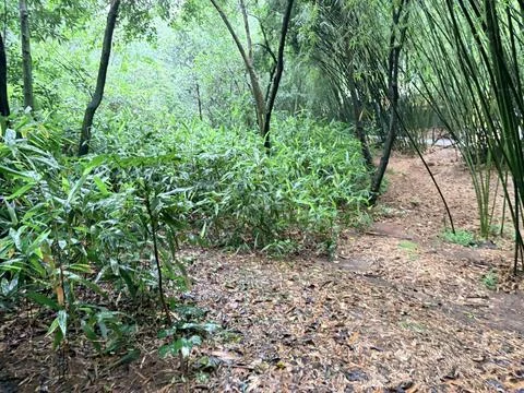 Lush Green Bamboo Forest Path After Rain Fotos de archivo