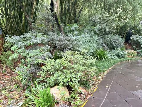 Lush Green Bamboo Forest Path After Rain Stock Photos