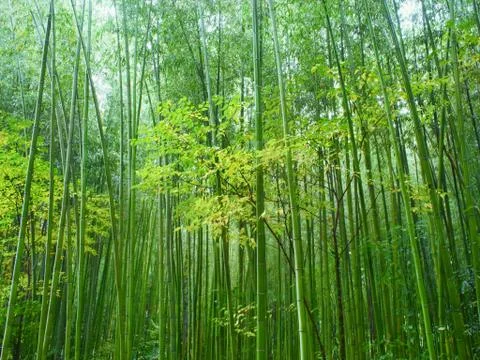Lush green bamboo forest Stock Photos