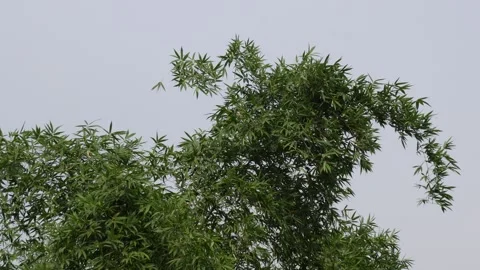 Lush Green Bamboo Tree Stock-Footage 340754236