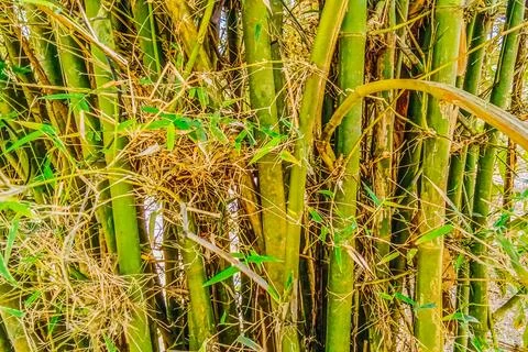 A lush green bamboo tree Stock Photos