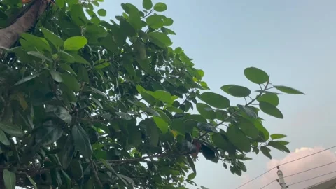 Lush Green Banyan Tree Canopy Against Clear Afternoon Sky 库存影片 346544470