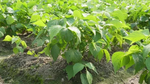 Lush Green Bean Fields Stockbeeldmateriaal 332584198