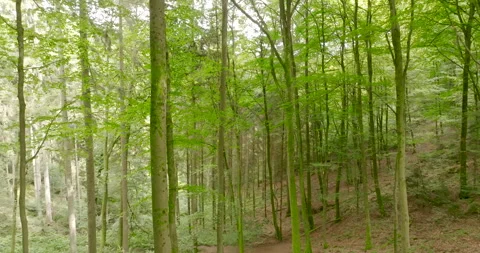Lush Green Beech Forest Aerial Drone Flythrough with Soft Sunlight Stockbeeldmateriaal 330112031