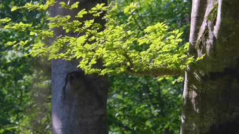 Lush Green Beech Forest in Summer Sunlight Stock Footage 325912235
