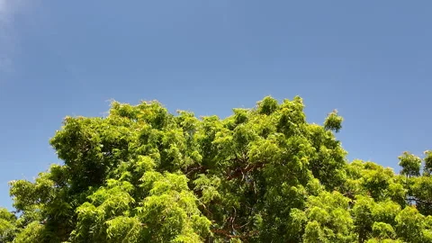 Lush green big tree branches and leaves swaying in breeze against clear blue sky Stock Footage 343198369