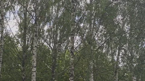 Lush green birch leaves rustling in a gentle summer breeze. White tree trunks Stock Footage 342278002