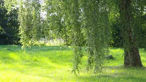 Lush Green Birch Tree Branches Swaying in Sunny Park Stock Footage 344056336