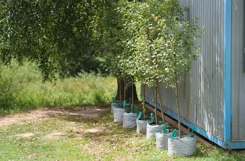 Lush green birch trees in pots for sale. Landscaping, gardening, or ornamen.. Stock Photos