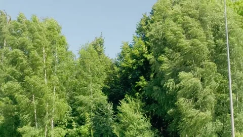 Lush green birch trees swaying in strong wind against clear blue sky outdoors Stock Footage 343722429