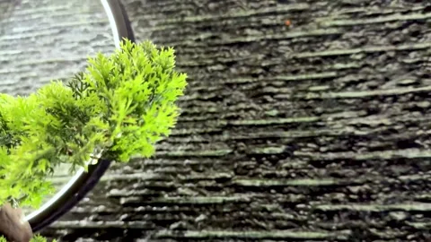 Lush green bonsai tree with textured bark against a dark, rippling water ba.. Stock Footage 339369203