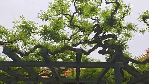 Lush green branches of a tree twist and turn above a wooden pergola, showca.. Stock Photos
