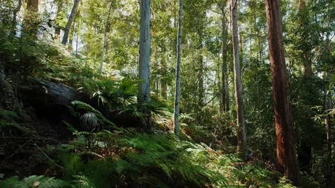 Lush Green Bushland Forest With Tall Trees Stock Footage