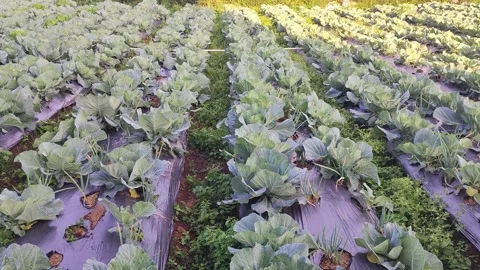 Lush green cabbage plants in hillside. Stock Footage 341834551