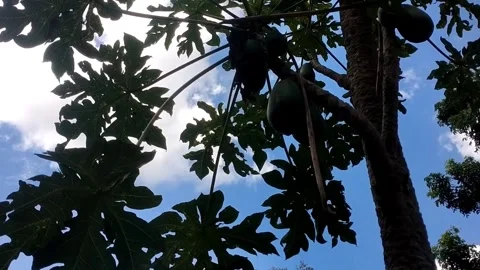 Lush Green Canopy Against a Bright Blue Sky Stock-Footage 341799384