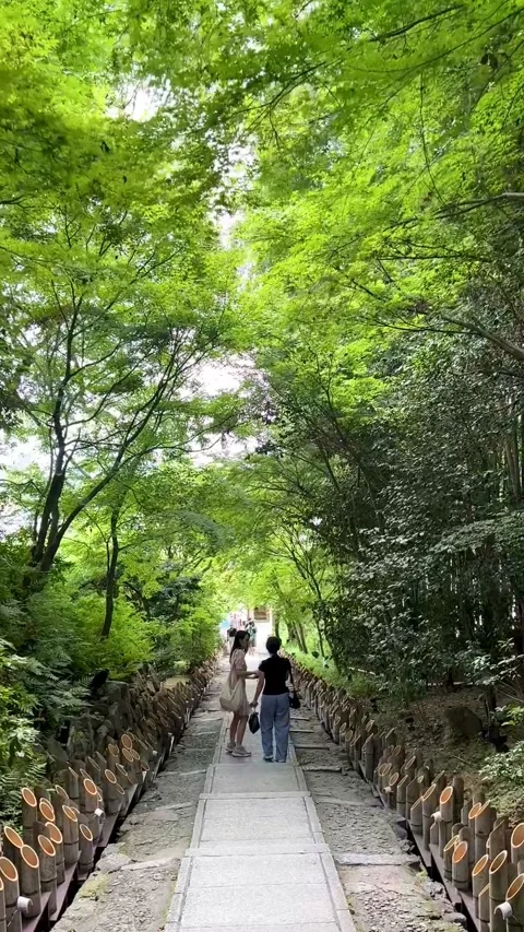 Lush green canopy arches over stone path Stock Footage 346710547