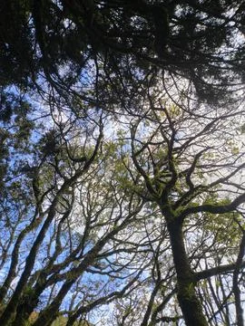 Lush green canopy arches over bare branches Stock-Fotos