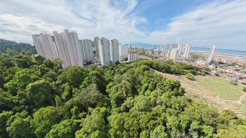Lush green canopy blankets a hillside Stock Footage 337997820