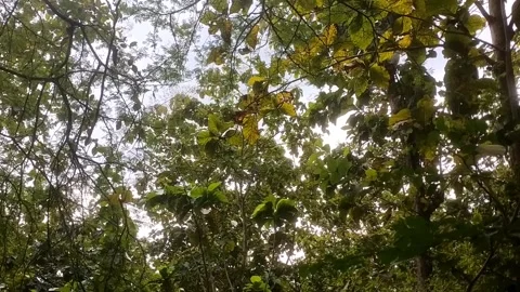 The Lush Green Canopy 库存影片 332924281