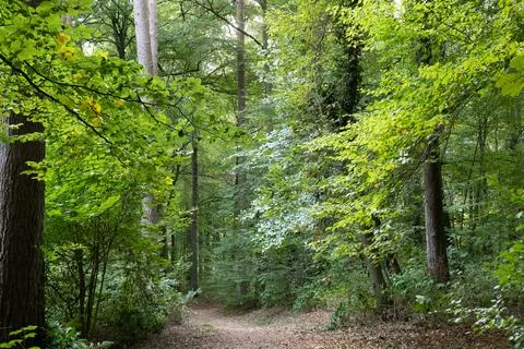 Lush green canopy frames a quiet forest trail Stock Photos