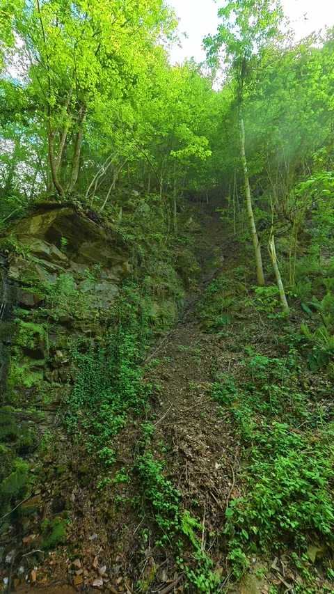 Lush green canopy frames a sun-dappled forest path. Balkans, Serbia. Vertical Vídeos de archivo 336895111