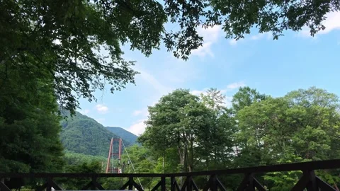 Lush green canopy frames a tranquil forest path Stock Footage 340919136