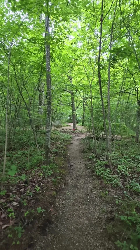 Lush green canopy frames winding dirt path Vidéo 340061710
