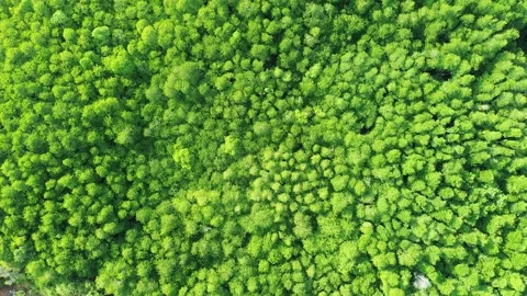 Lush green canopy observed from above, a sprawling natural expanse capture Stock-Footage 325201244