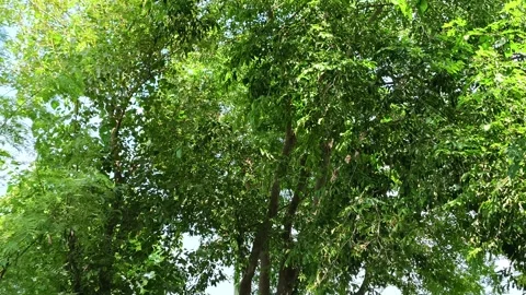 Lush Green Canopy Overhead Stock-Footage 343909908