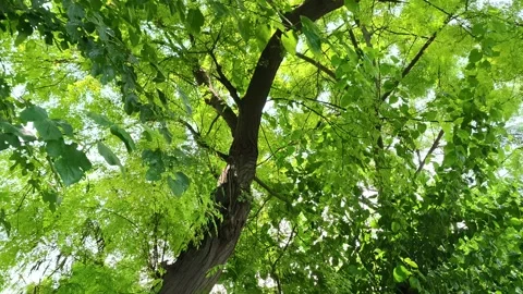 Lush Green Canopy Overhead Light Stock-Footage 343909943