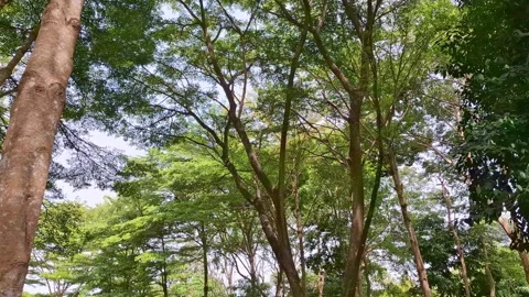 Lush Green Canopy Overlooking a Forest Path Video stock 297387054