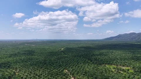 Lush green canopy stretches beneath a bright, cloud-dotted sky Stock Footage 337728426