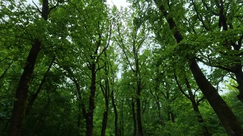 Lush green canopy sways gently above. Sumarice, Kragujevac Stock Footage 340900810