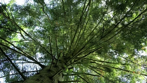 Lush green canopy of a tall coniferous tree Stock Footage 337729645