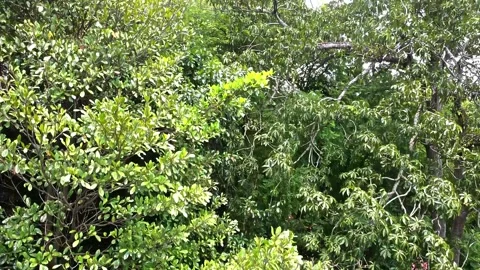 Lush Green Canopy of Trees Stock-Footage 280453921